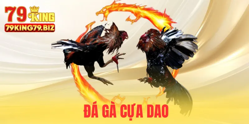 Đá gà cựa dao tại 79king